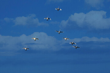 Fototapeta premium Pack of swans in sky migrating to warm country for wintering. Summer in Belarus. Nature and animals. View from below. 