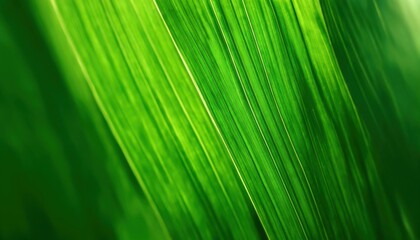 green leaf background