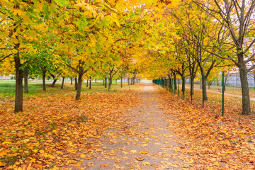 Fototapeta premium Alley with yellow maple trees in a city park at autumn