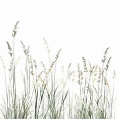 tall grass on white background