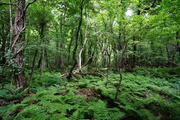 dense spring forest with fresh ferns