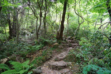 Obraz premium fine path in the spring forest