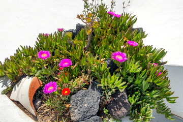 Santorini island, Greece pink flowers ice plant