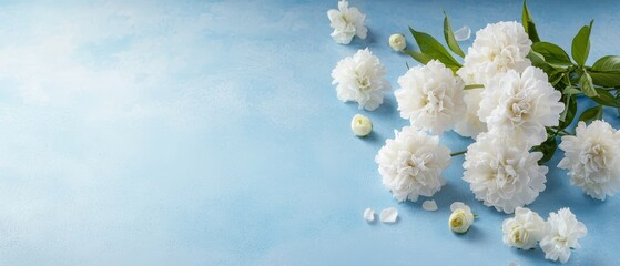  White carnations in a bouquet against a blue backdrop A green leafy twig on the left side