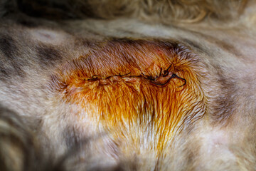 Sutured wound after surgery on a cat. Postoperative suture on a cat.