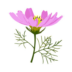 Small pink graceful cosmos flower isolated on white background. 