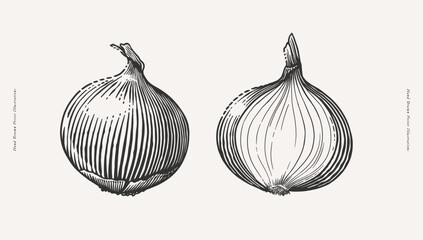 A hand-drawn black and white illustration of two onions. Engrawing style. Perfect for culinary, botanical, and design projects.