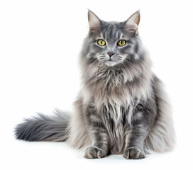 A fluffy silver Maine Coon cat sits on a light background