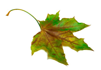Dried multicolor maple-leaf
