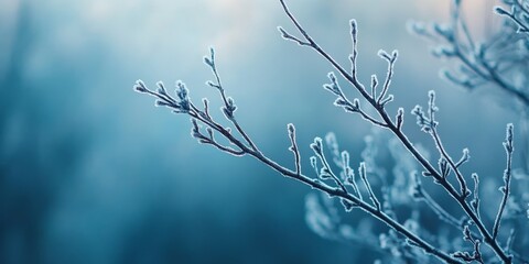 frosty branch in a misty blue landscape - winter wonderland - a frozen twig with delicate frost covered buds in a soft focus background - nature wallpaper