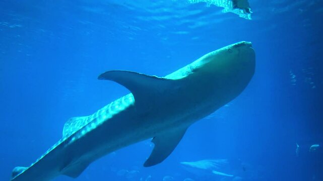 The Whale shark and the Flapnose ray swimming underwater. Close up, low angle shot of Rhincodon typus. 4K