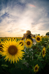 ひまわり畑の夕焼け