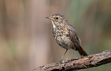 Bluethroat, Luscinia svecica. Young bird sitting on a branch, beautiful blurred background