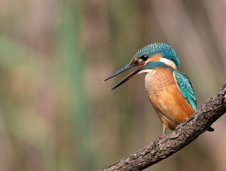 Common kingfisher, Alcedo atthis. A bird sits on a branch with its beak open