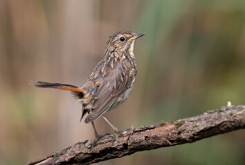Bluethroat, Luscinia svecica. A young bird sits on a branch, tail up