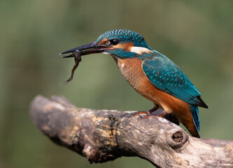 Common kingfisher, Alcedo atthis. A young bird sits on a branch, holding a tadpole in its beak