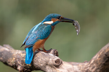 Obraz premium Common kingfisher, Alcedo atthis. A young bird sits on a branch with prey in its beak