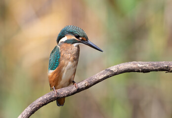Common kingfisher, Alcedo atthis. A young bird sits on a branch above the river, waiting for prey