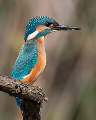 Common kingfisher, Alcedo atthis. A young bird sits on a beautiful branch, on a flat background