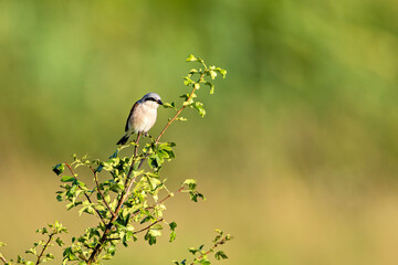 a red backed shrike in the wild