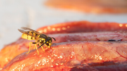 European wasp feasting on fresh red meat in the sunshine