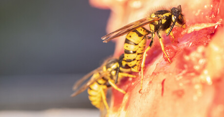 Two wasps savoring a sweet and succulent watermelon