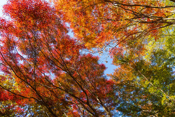 日本の風景・秋　東京都　紅葉の多摩湖・狭山公園
