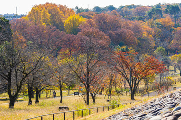 日本の風景・秋　東京都　紅葉の多摩湖・狭山公園