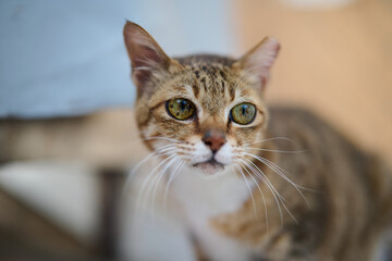 Fototapeta premium A cute stray cat in Cha Kwo Ling, Hong Kong 