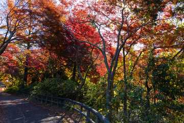 日本の風景・秋　東京都　紅葉の多摩湖・狭山公園