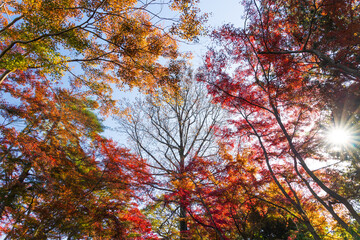 日本の風景・秋　東京都　紅葉の多摩湖・狭山公園