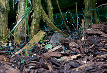 Woodmice foraging under the bird feeders