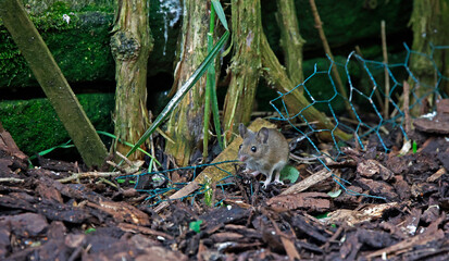 Woodmice foraging under the bird feeders
