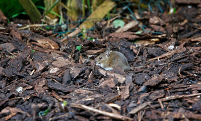 Woodmice foraging under the bird feeders