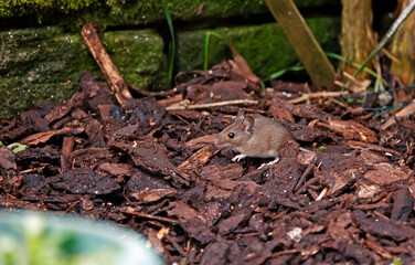 Fototapeta premium Woodmice foraging under the bird feeders