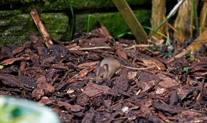 Woodmice foraging under the bird feeders