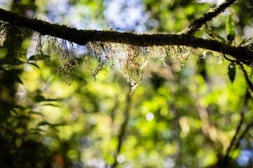 nature in forest