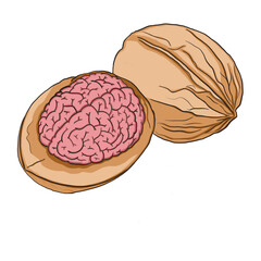 Nut's brain