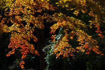 日本の風景・秋　東京都　紅葉の多摩湖・狭山公園