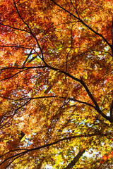 日本の風景・秋　東京都　紅葉の多摩湖・狭山公園