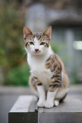 A cute stray cat in Cha Kwo Ling, Hong Kong 