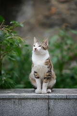 A cute stray cat in Cha Kwo Ling, Hong Kong 