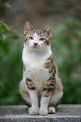 Obraz premium A cute stray cat in Cha Kwo Ling, Hong Kong 