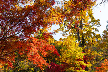 日本の風景・秋　東京都　紅葉の多摩湖・狭山公園