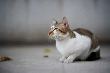 A cute stray cat in Cha Kwo Ling, Hong Kong 