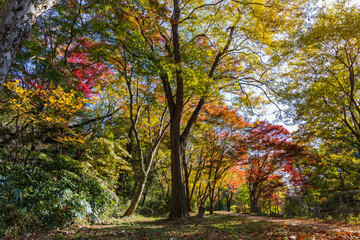 日本の風景・秋　東京都　紅葉の多摩湖・狭山公園