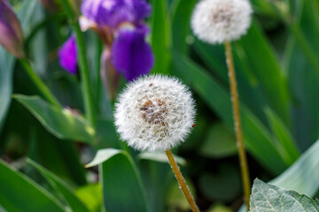 macro, asteraceae, blooming, june, fluff, sun, life, head, horizontal, freedom, ripe, fluffy, herb, softness, wildlife, biology, change, morning, blowing, close-up, growth, meadow, dandelion, mature, 