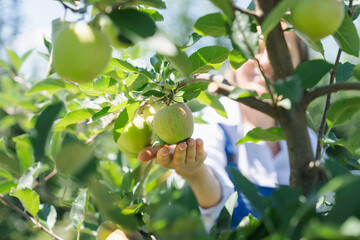 Farmer touching apple at farm