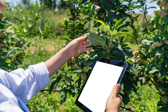 Farmer using tablet PC and touching plant at farm