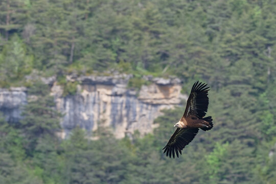 vautour fauve - gyps fulvus 